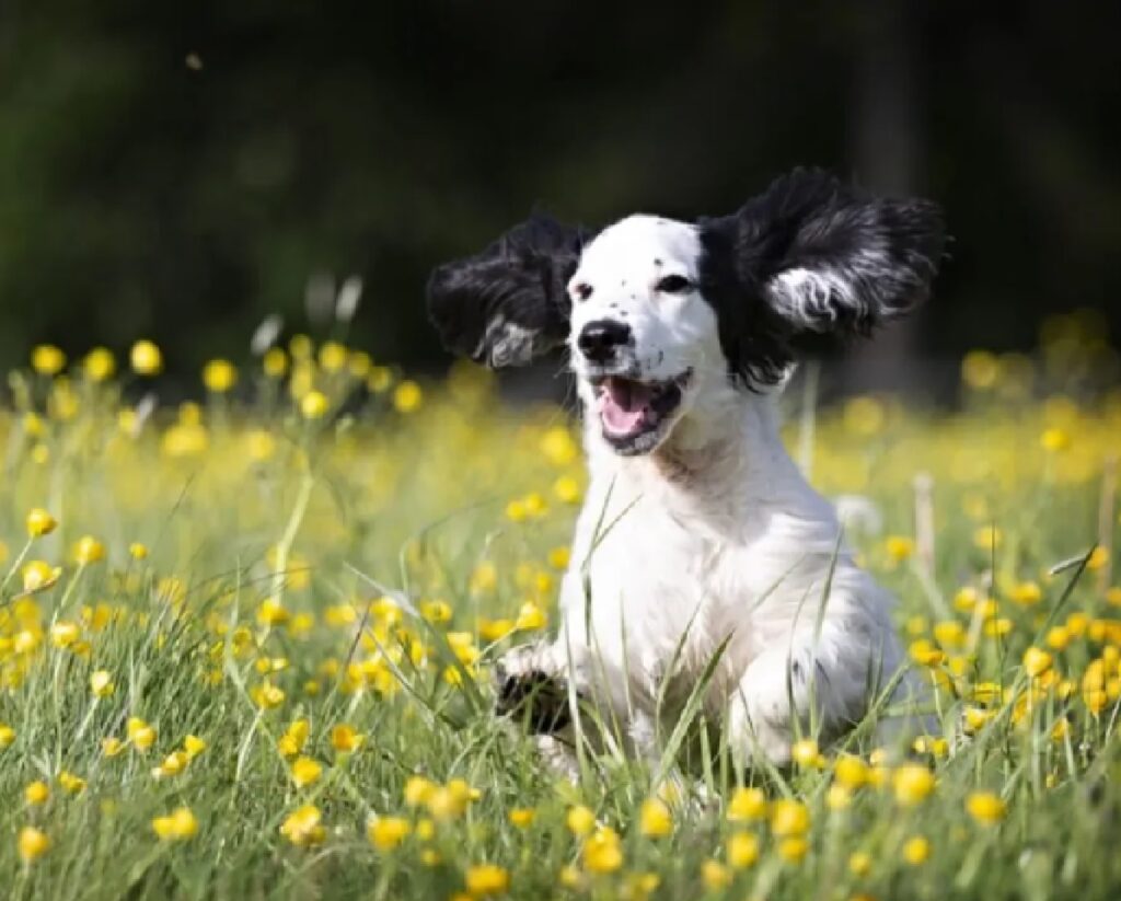 cane corre felice prato 