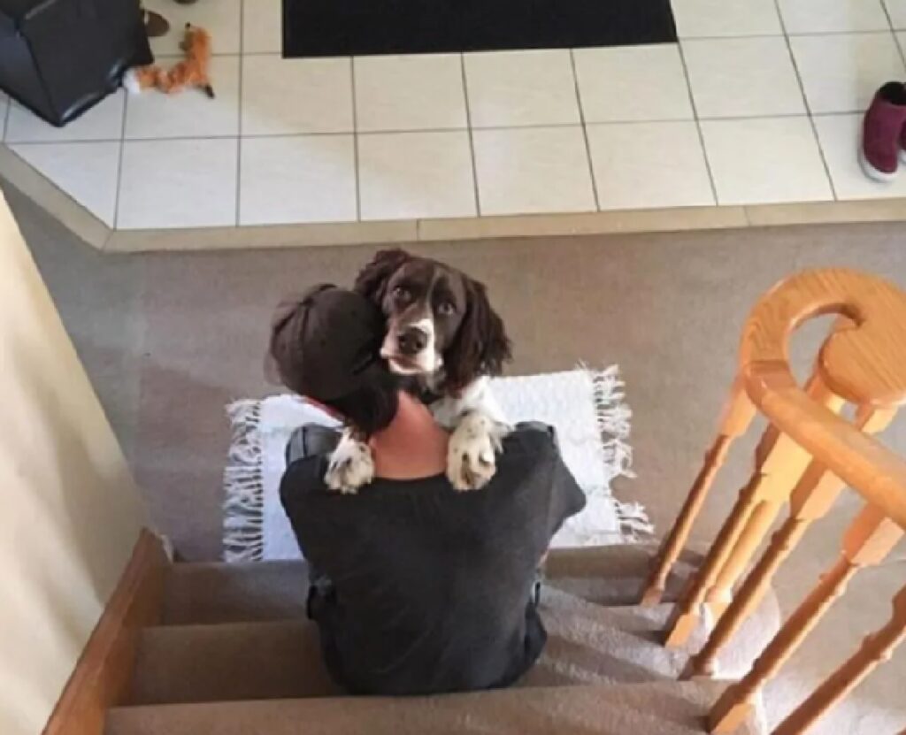 cane abbraccio proprietario su scale 