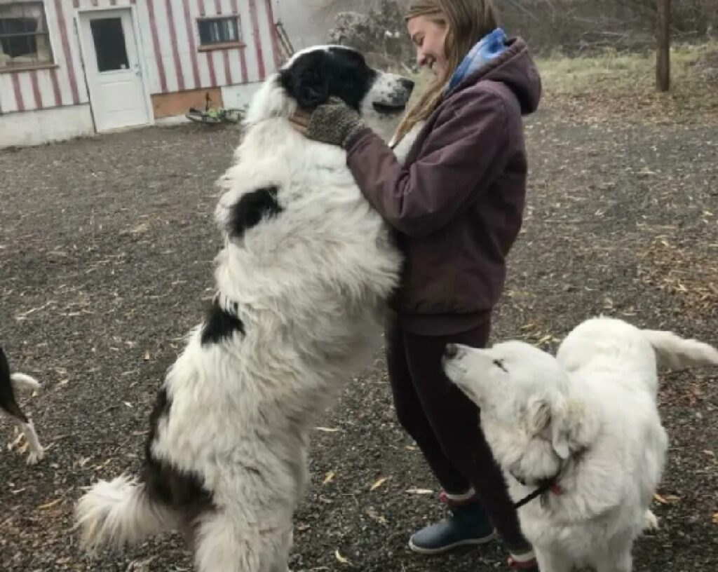 cani amore infinito per ragazza 