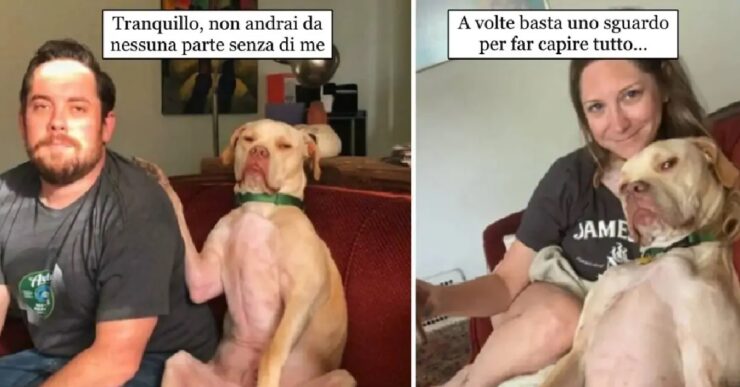 cani che non nascondono propria diffidenza