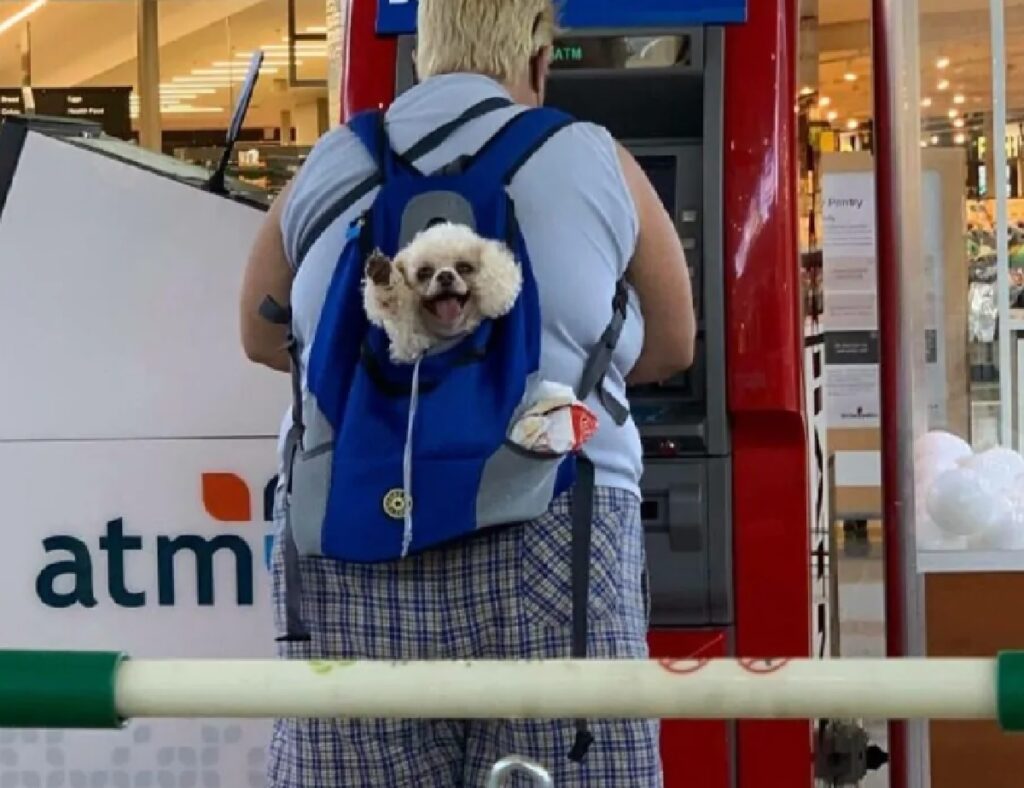 cane bianco orecchie pendenti 