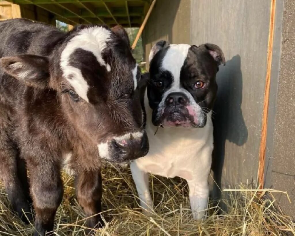 cane e mucca sono vicini 