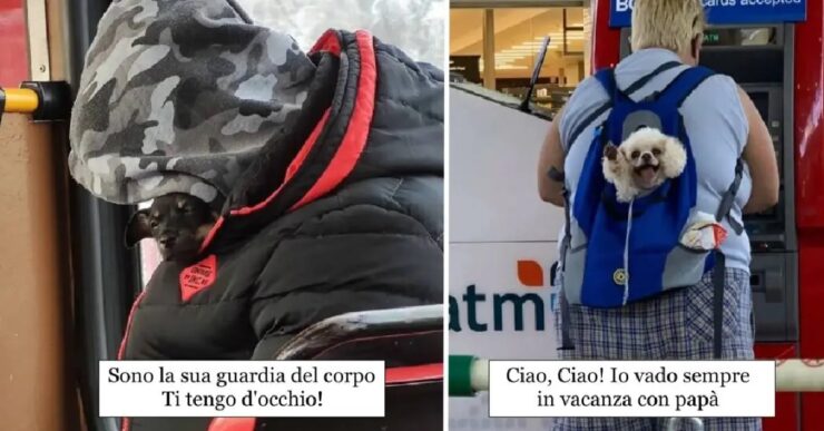 cani che essendo loro stessi si lasciano amare