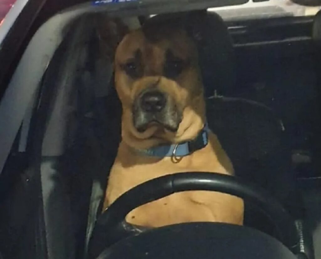 cane guida una macchina