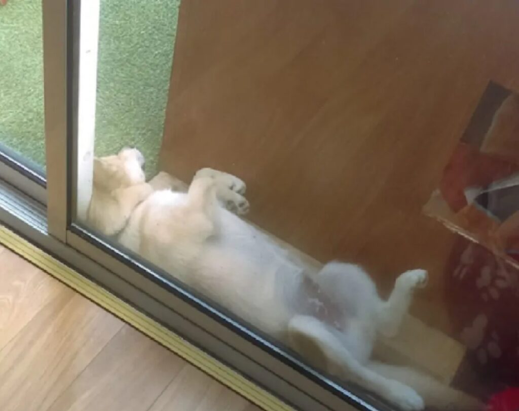 cane riposa tra armadio e finestra 
