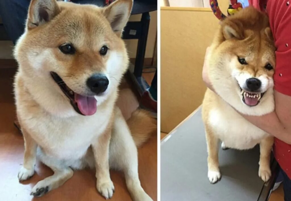 cane shiba inu prima sorride