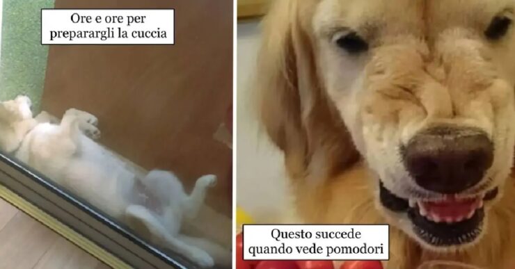 cani che possono essere molto strani