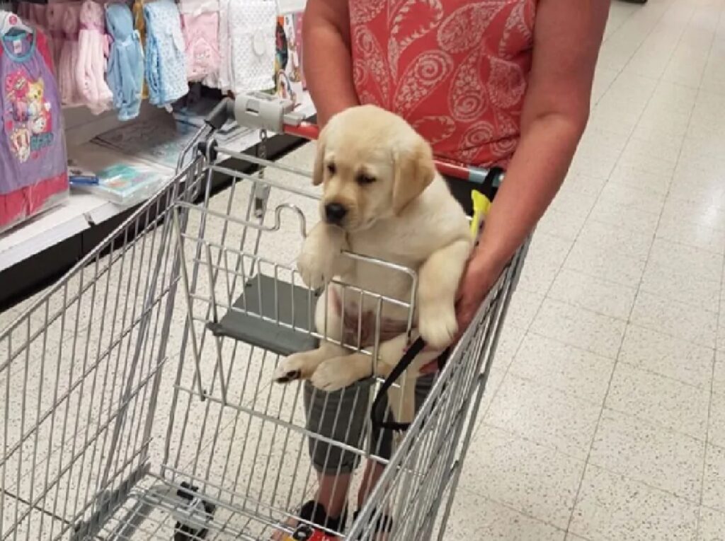 cane portato sul carrello 