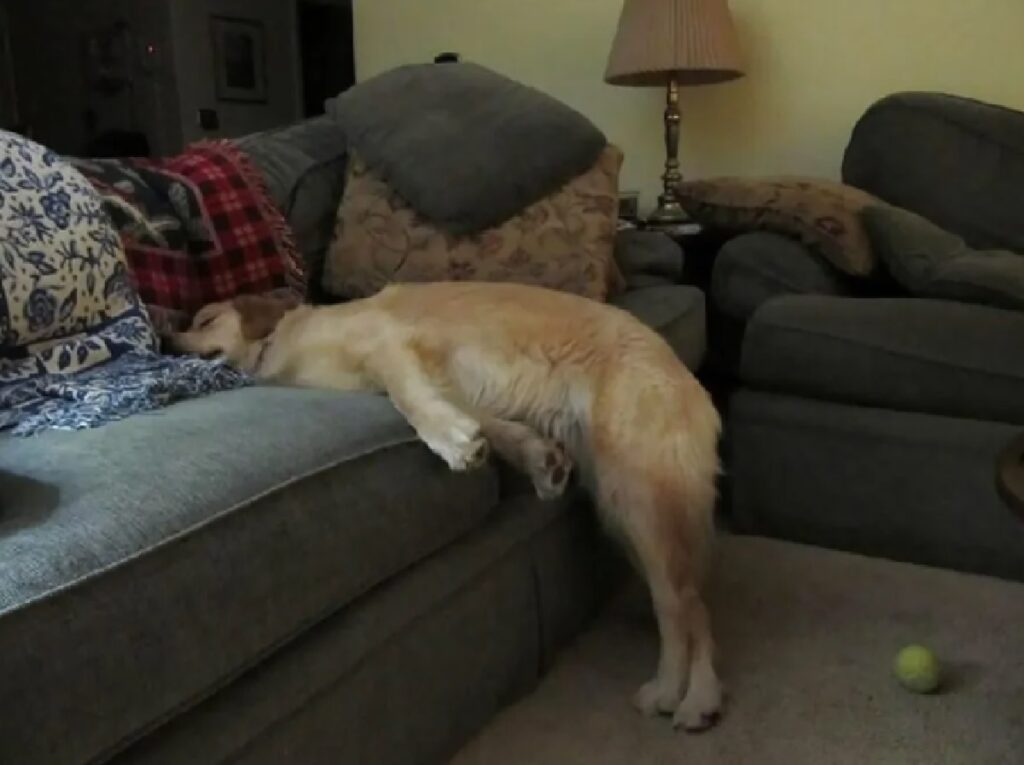 cane cade nel sonno 