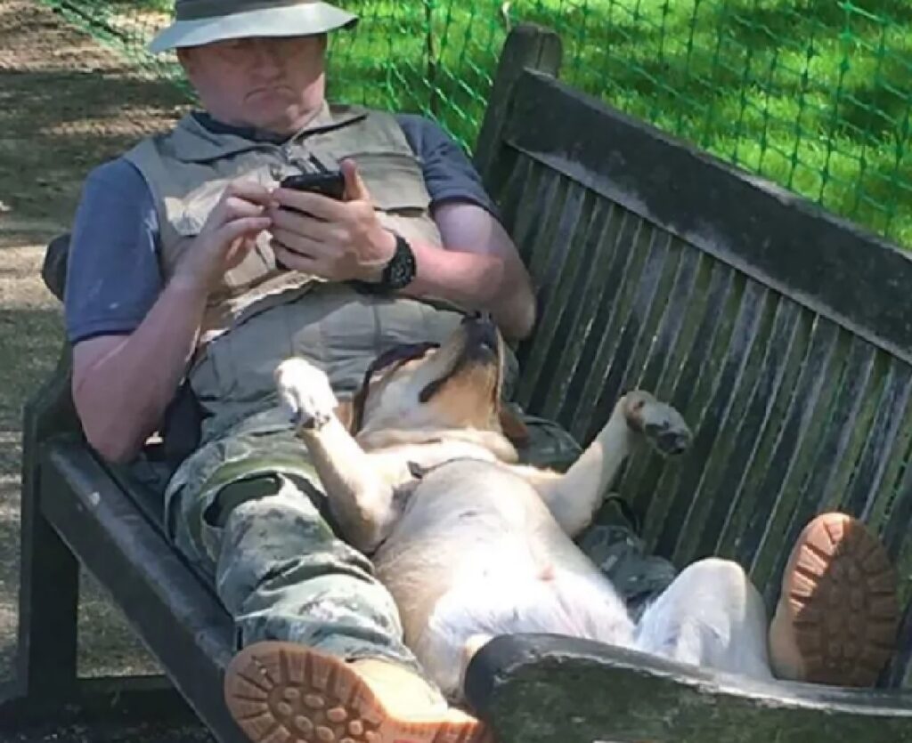 cane zampe larghe mentre riposa