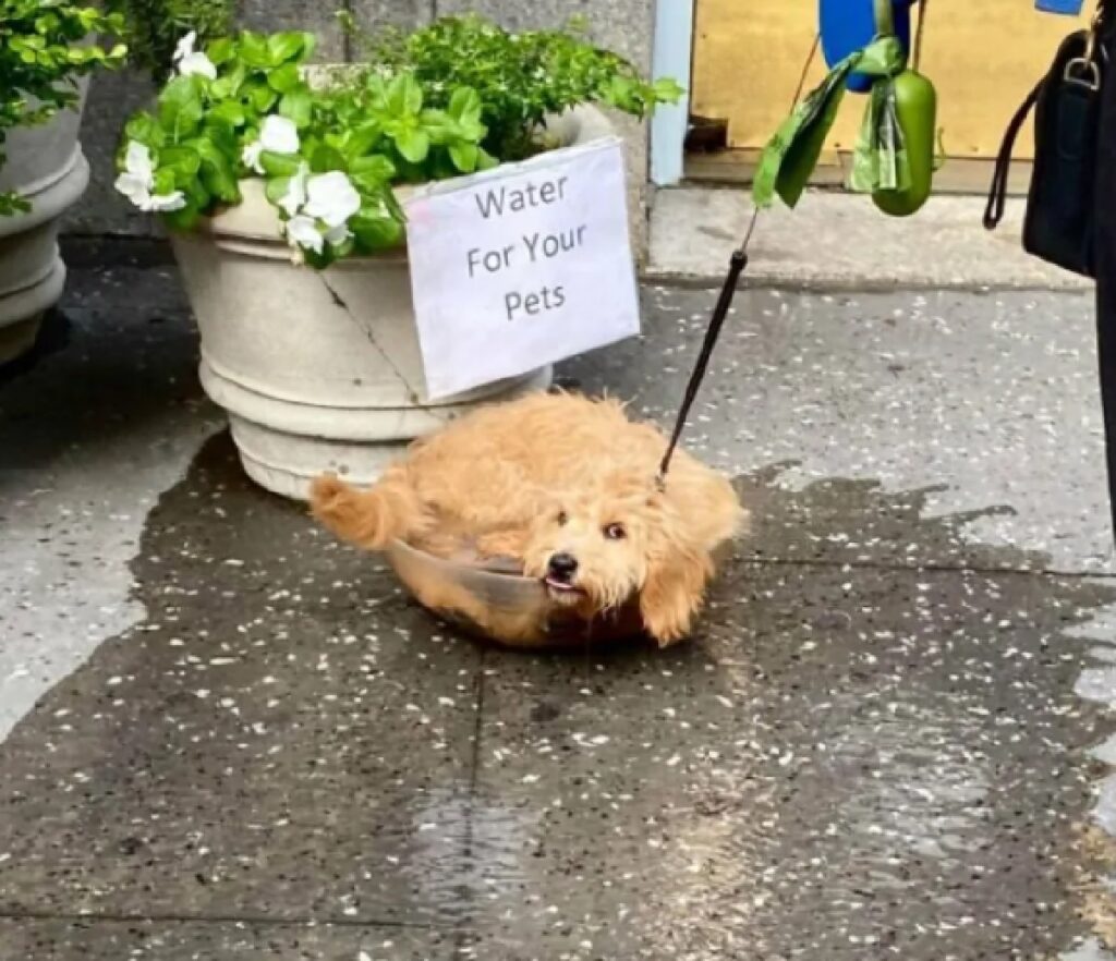 cane dentro ciotola acqua