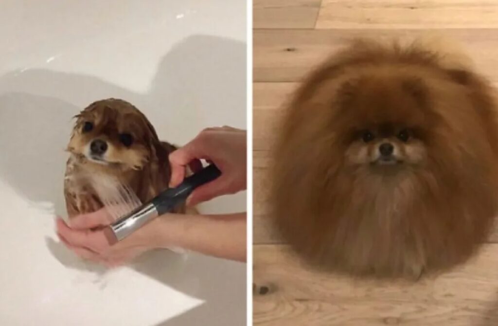 cane prima e dopo bagnetto 
