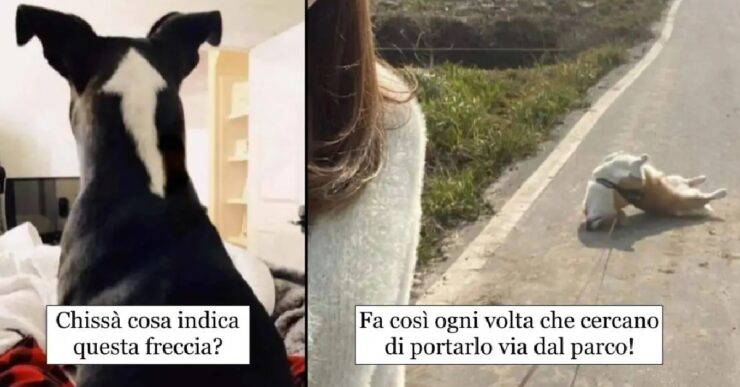 cani che rendono speciale vita proprietari