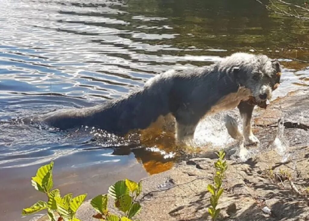 cane esce da lago 