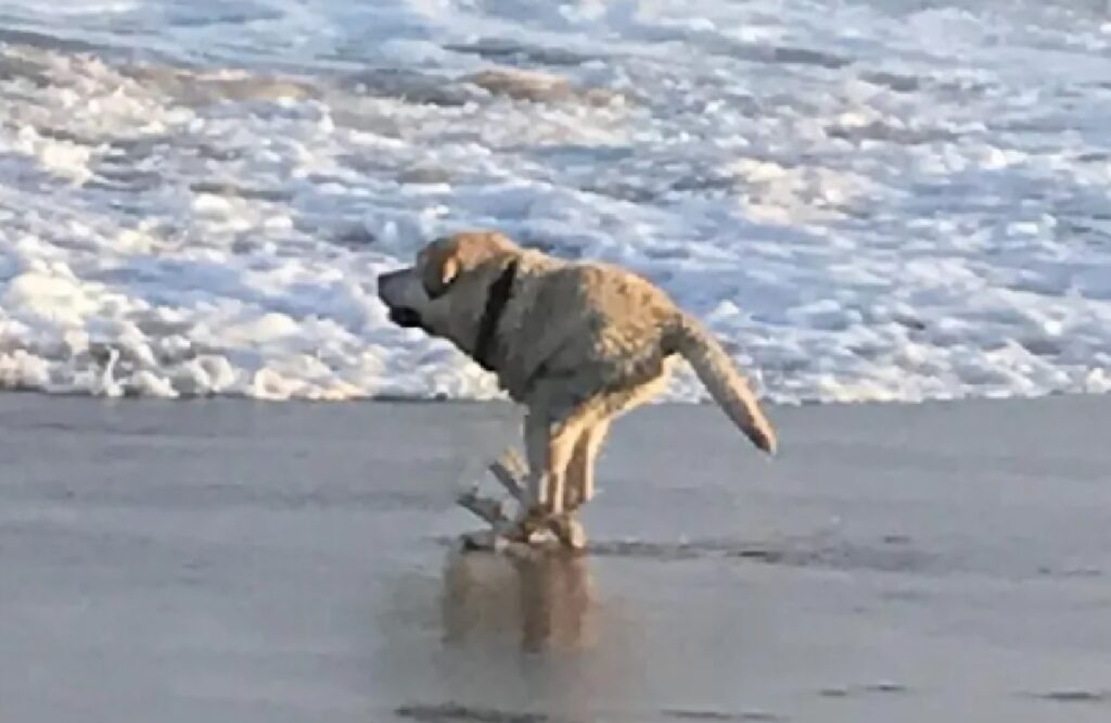 cane due zampe spiaggia