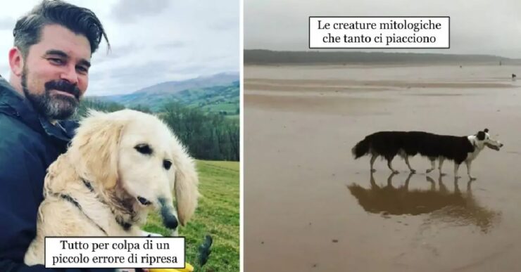 cani che rovinano fotografie