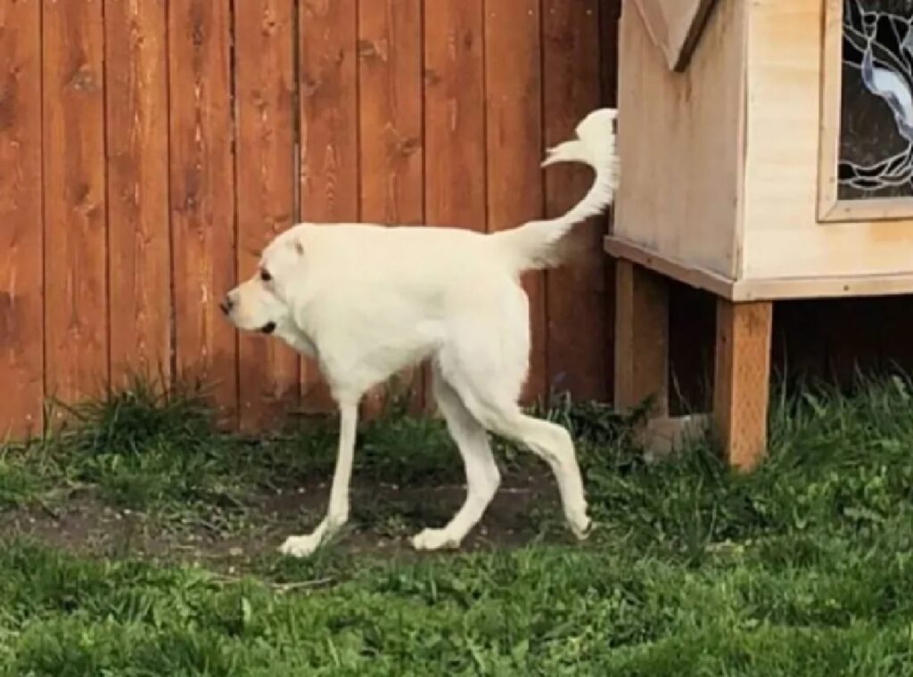 cane tre zampe assi di legno 