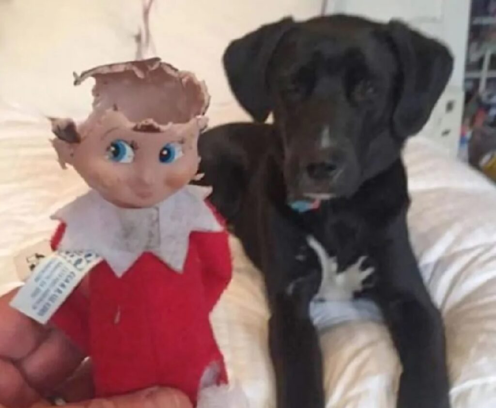 cane morso a bambola