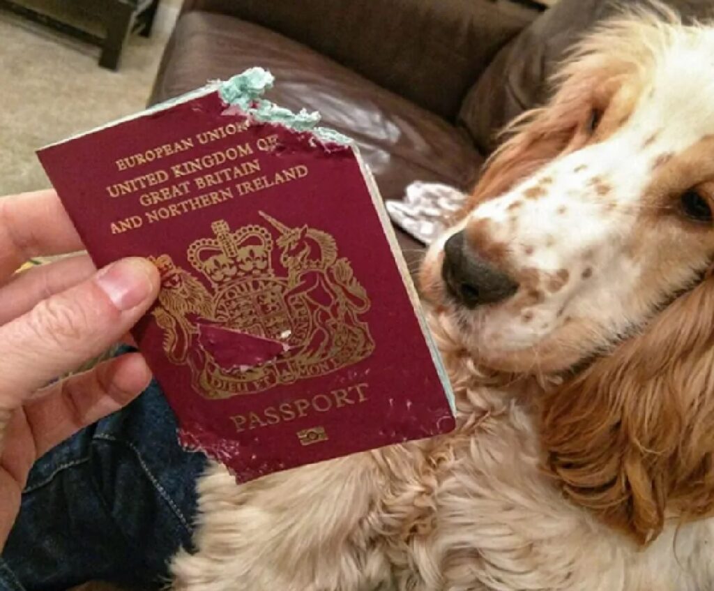 cane morso a passaporto 