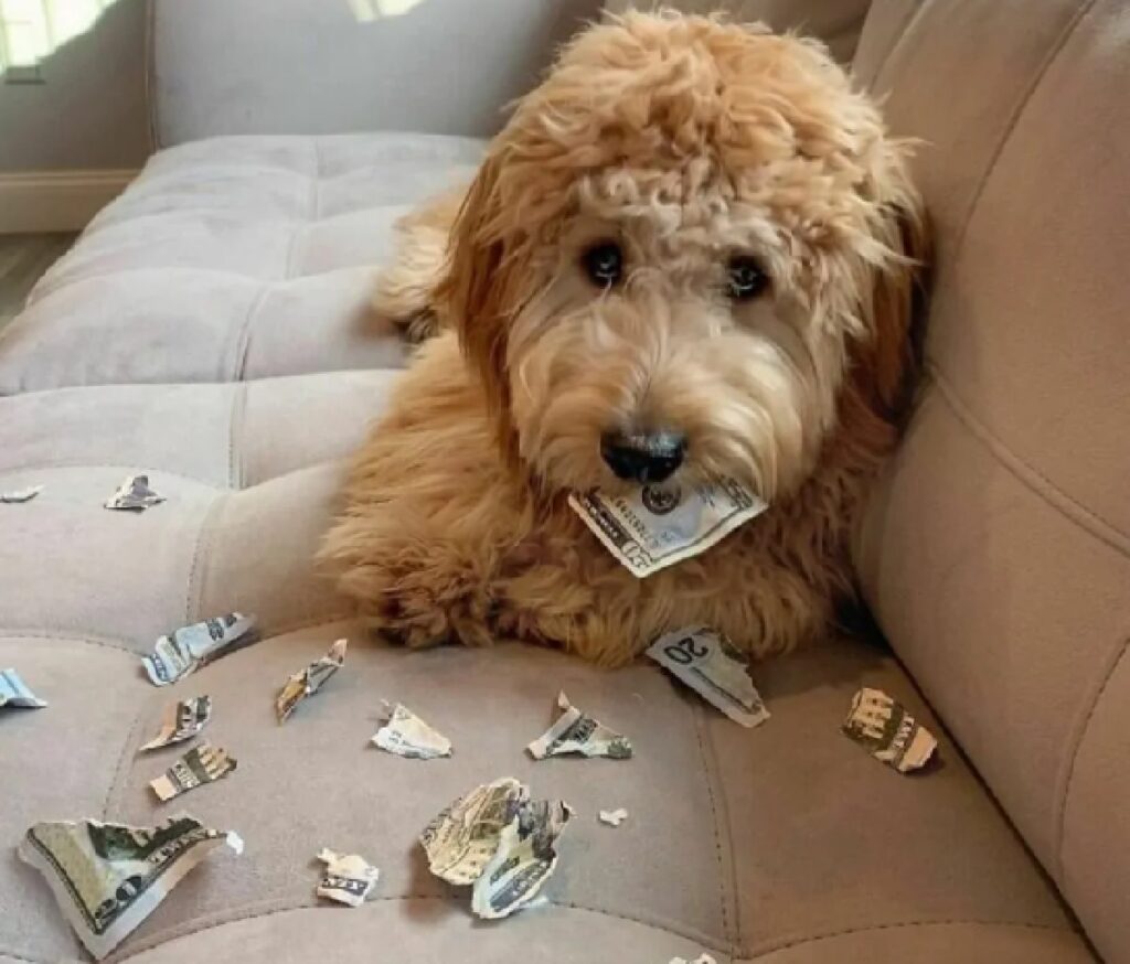 cane strappa soldi di carta 