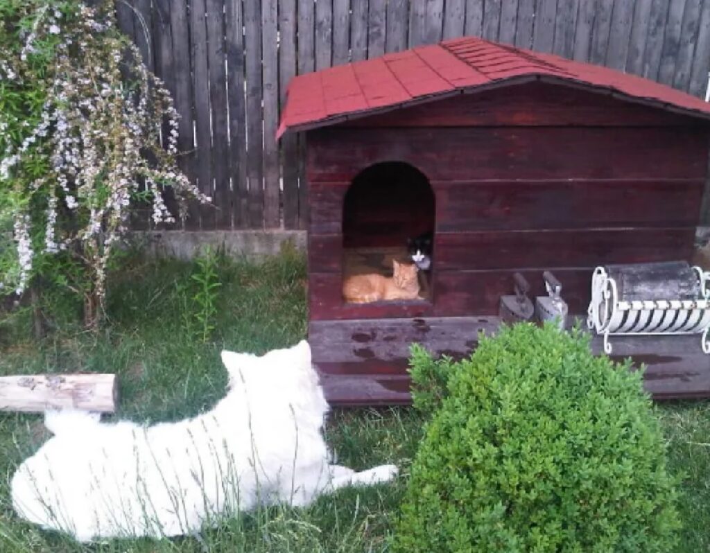 cagnolino bianco cuccia in legno 