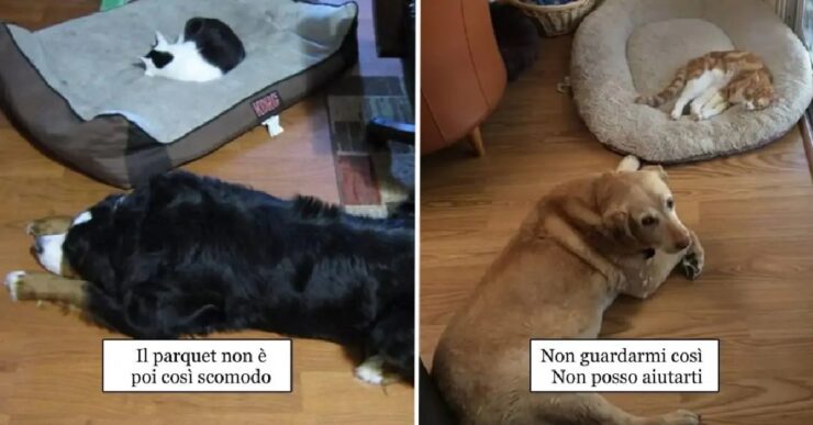 cani che rinunciano alla loro amata cuccia