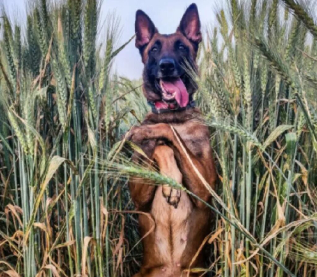 cane pastore tedesco campo 