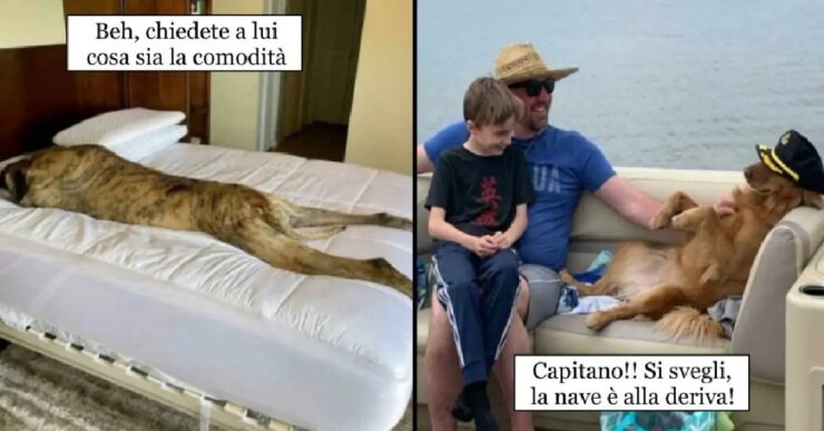 cani che sembrano essere di un altro mondo