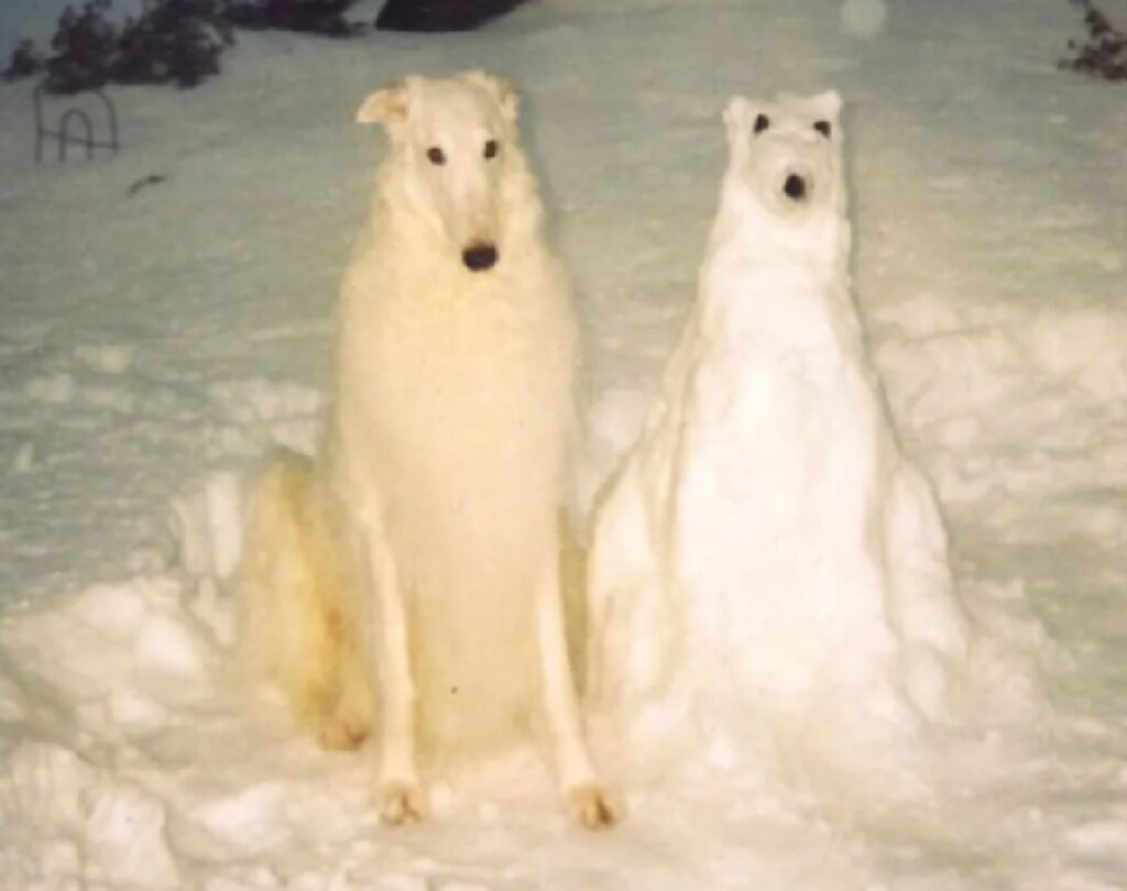cane bianco come pupazzo di neve