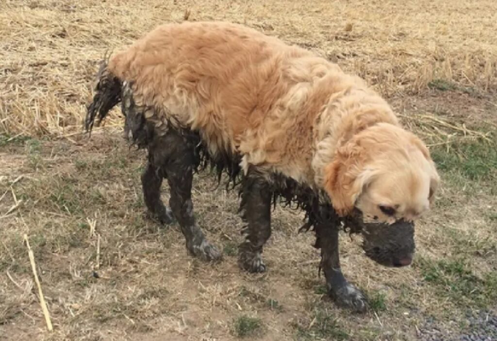 cane fango sulle zampe 