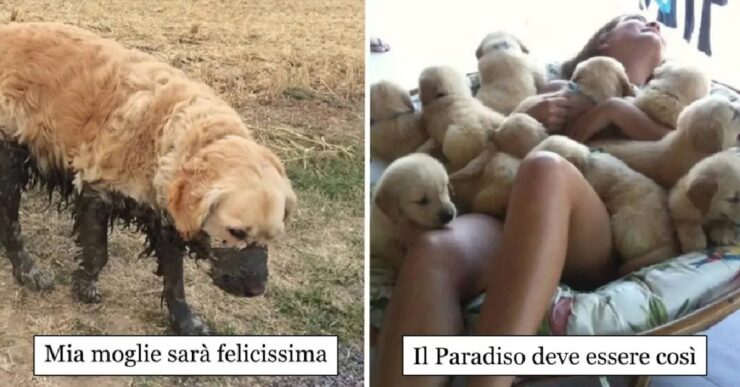 cani che sono incredibili per le loro gesta