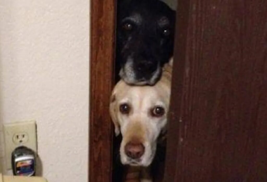 cani si affacciano dalla porta 