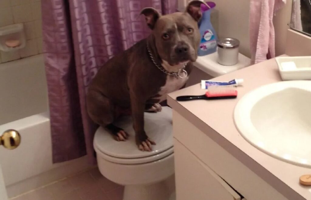 cane seduto su wc 
