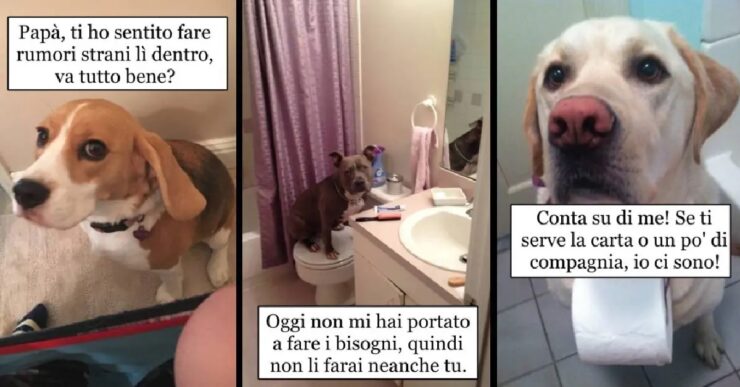 cani che vogliono stare sempre con i proprietari