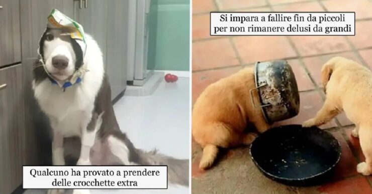 cani che volevano soffiare del cibo