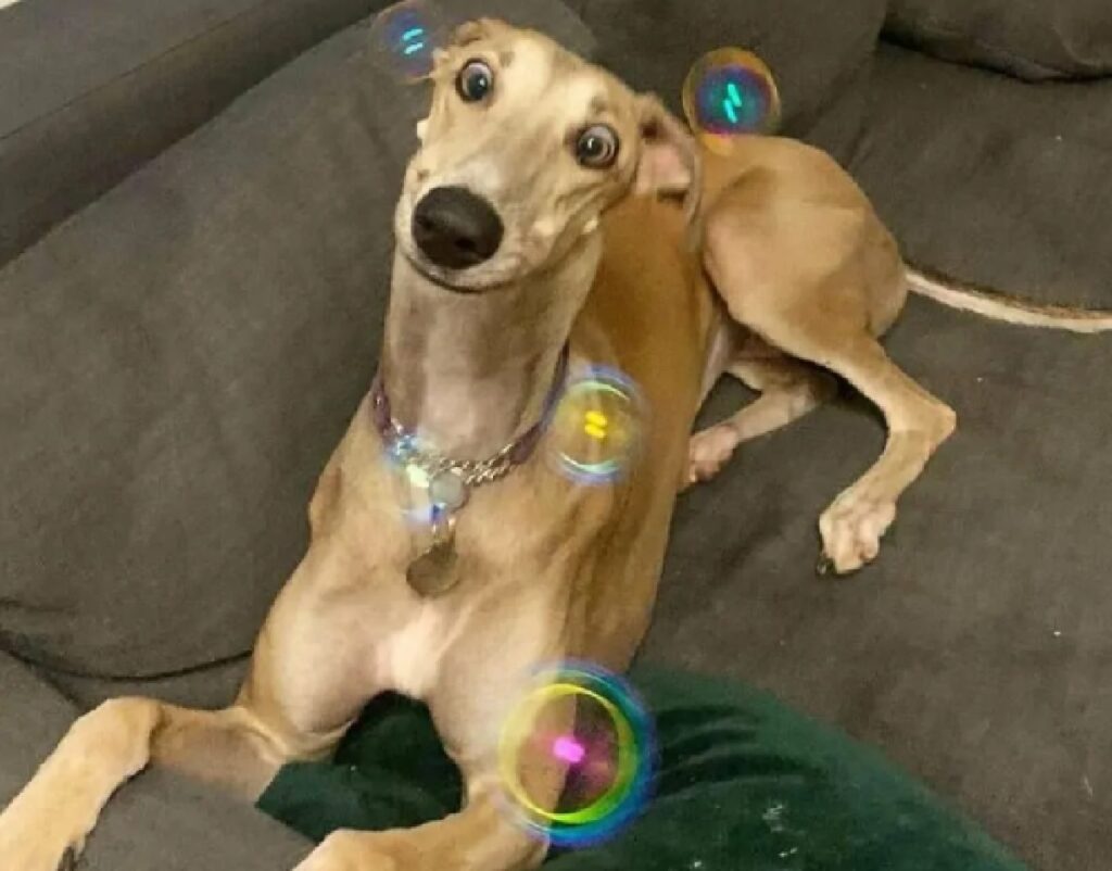 cagnolino gioca con bolle 
