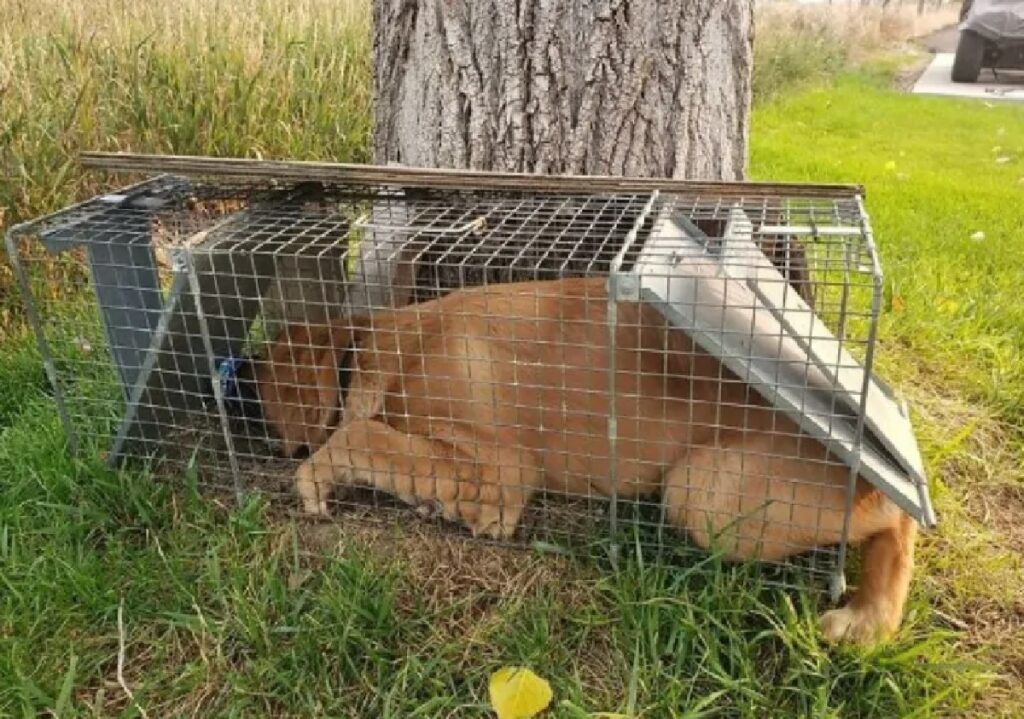 cagnolino finito in trappola