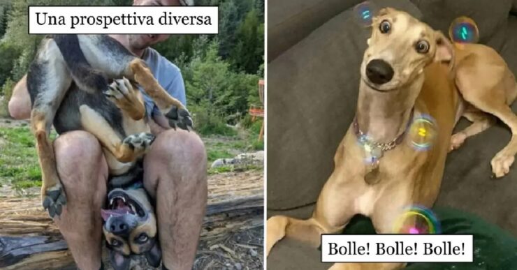 cani divertenti che possono far ridere sempre