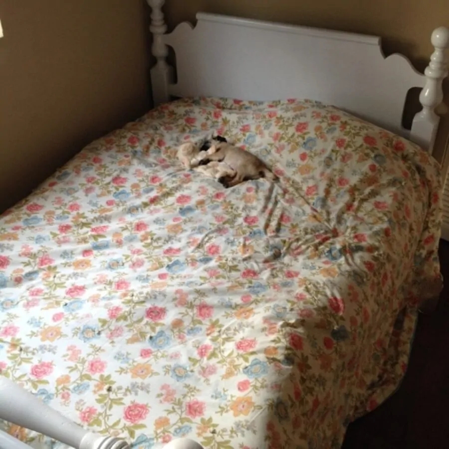 cucciolo letto