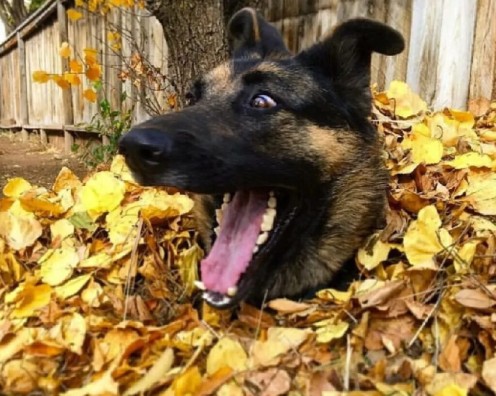 cane spunta da mucchio di foglie