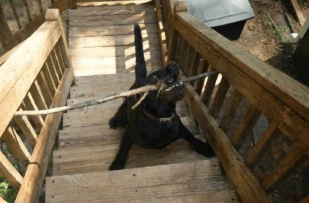 cane gioca con bastone 