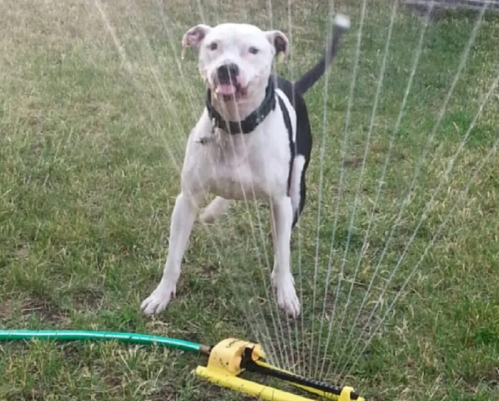 cane pitbull gioca con acqua