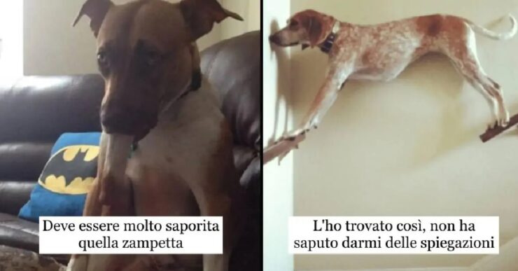 cani talmente incomprensibili da fare di tutto