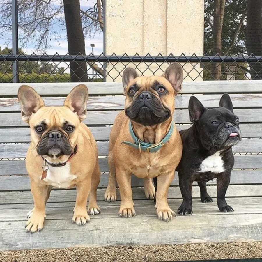 bulldog trio