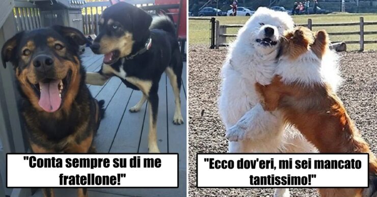 cani divertenti