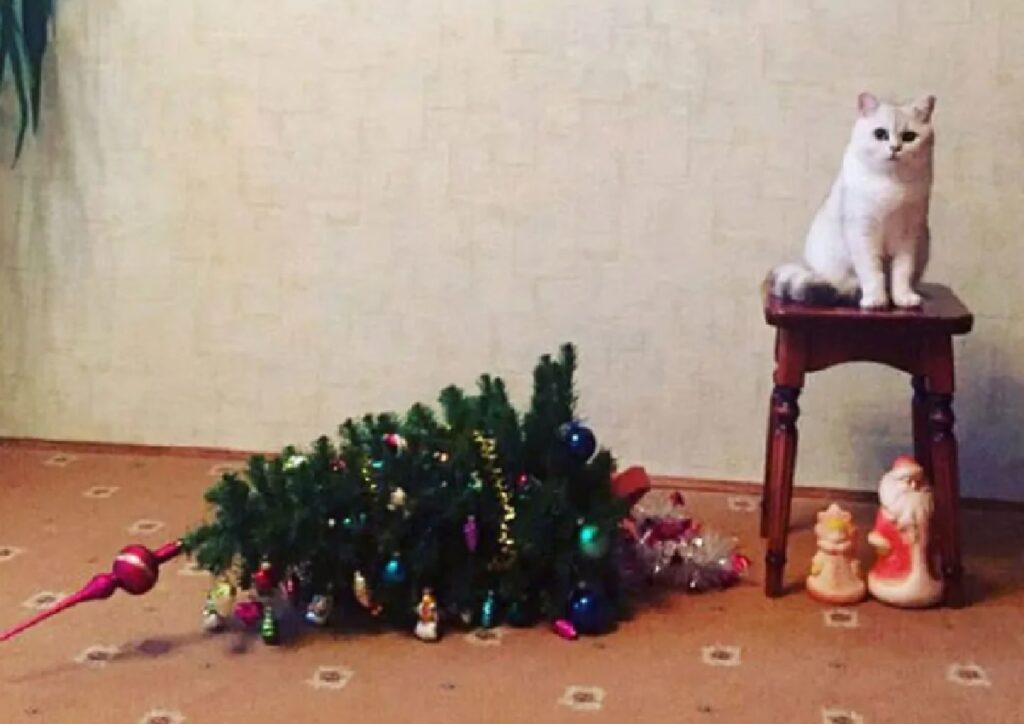 gatto butta giù albero 
