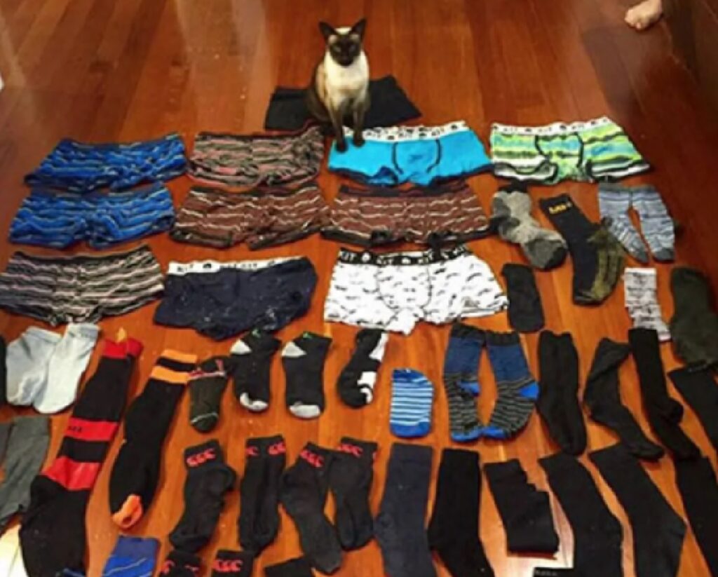gatto raccoglie calzini 