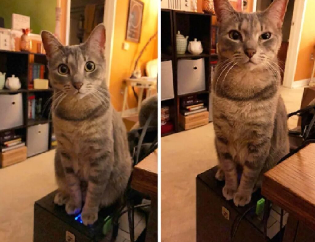 gatto soriano seduto su modem 