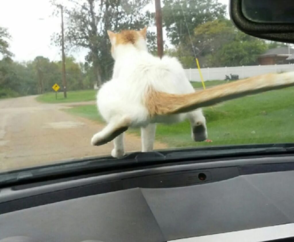 gatto pelo bianco e rosso 