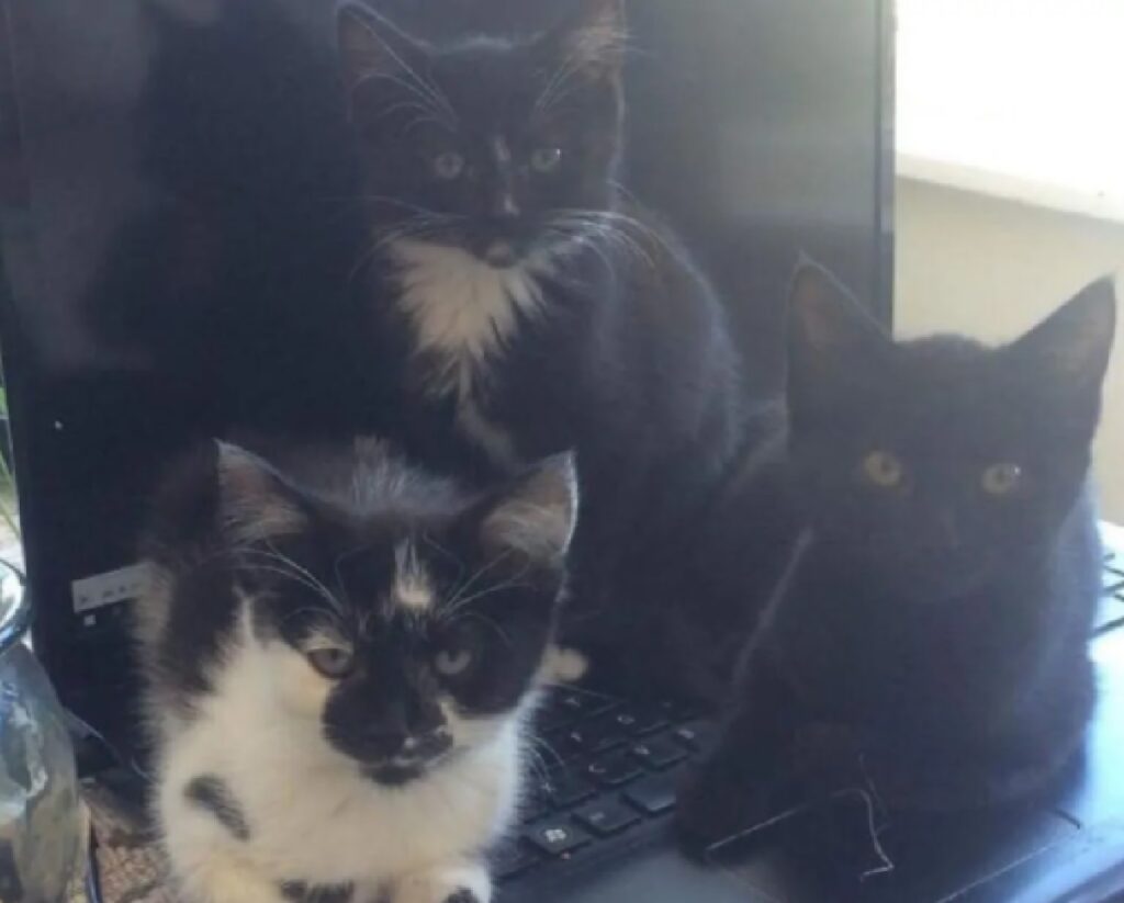 gatti sopra il portatile 